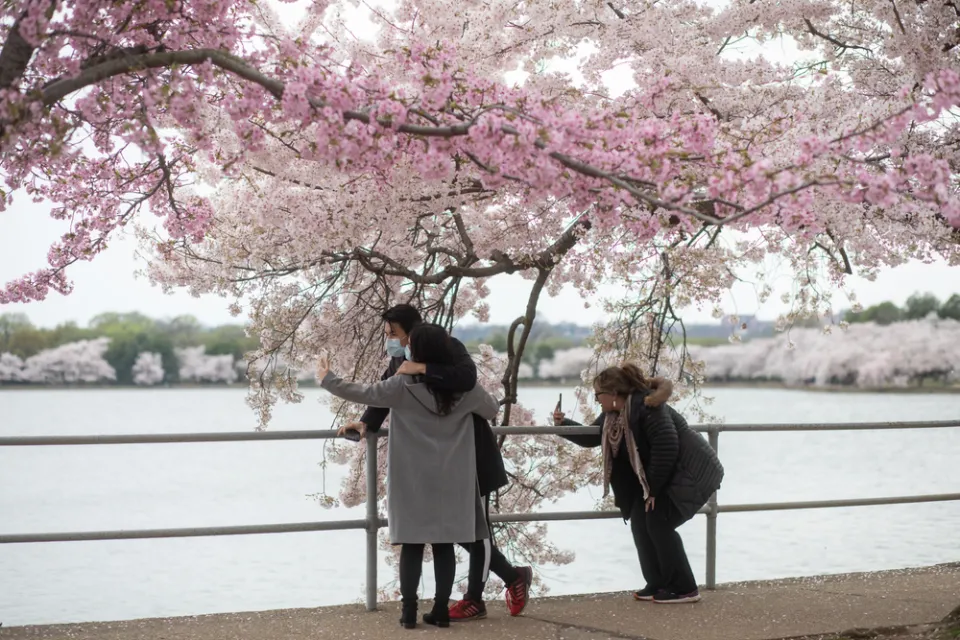 Cherry Blossoms
